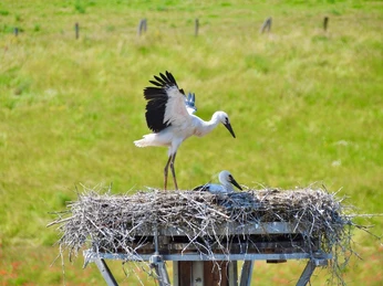 störche_ovenhausen_c_ralflueke (7).jpeg Zwei Störche im Storchennest