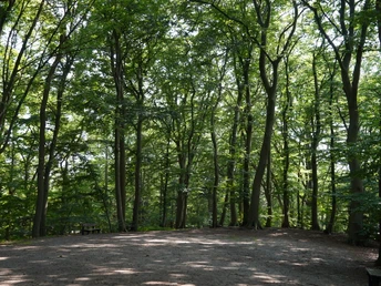 Lichtung im kleinen Wäldchen auf dem Weyerberg in WorpswedeClearing in the small wood on the Weyerberg in WorpswedeRydning i den lille skov på Weyerberg i WorpswedeOntginnen in het kleine bos op de Weyerberg in Worpswede