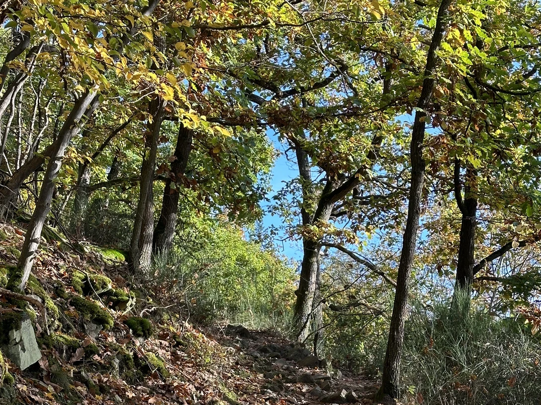 Herbstwandern (2).jpg