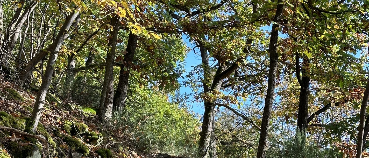 Herbstwandern (2).jpg