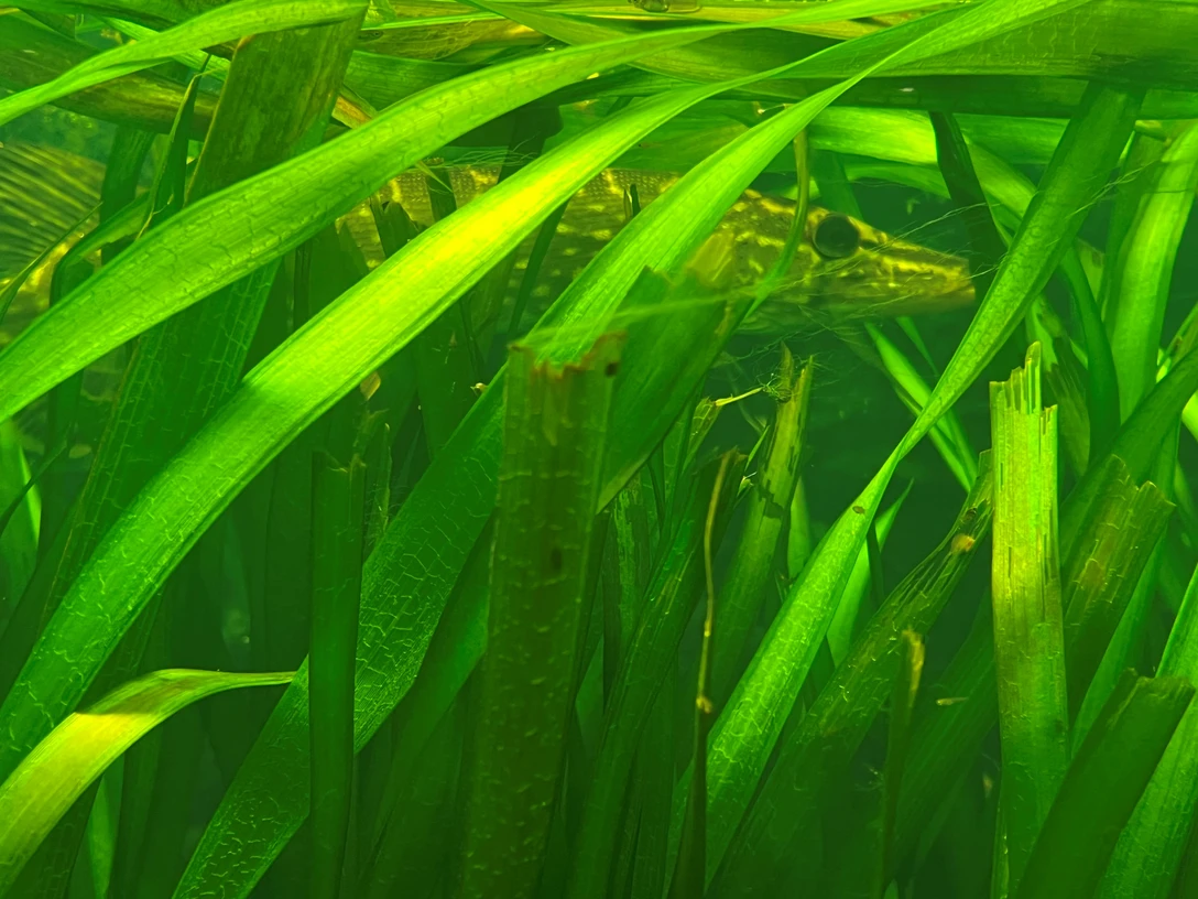 Ein Hecht schwimmt zwischen dichten Wasserpflanzen, die das Sonnenlicht in grünen Schattierungen filtern.