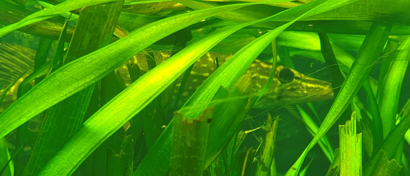 Ein Hecht schwimmt zwischen dichten Wasserpflanzen, die das Sonnenlicht in grünen Schattierungen filtern.