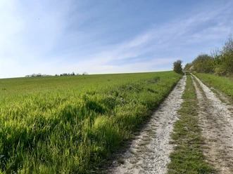 Schwarzer Hödeken