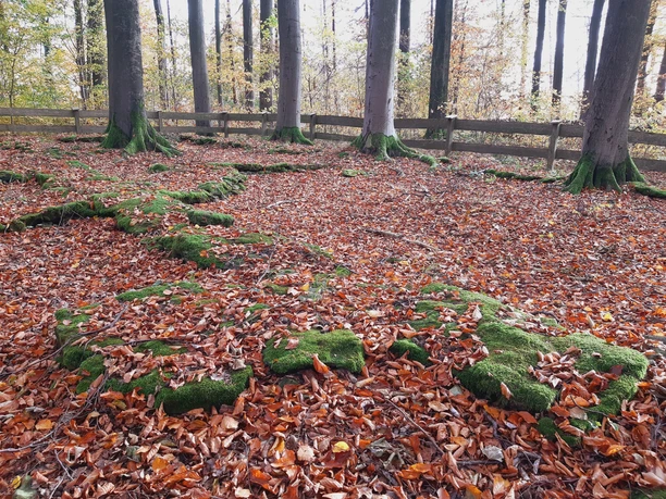 Hohe Schanze