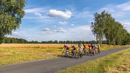 Racefietsgroep op de weg naast maïsvelden