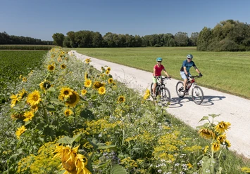 Am Große Laber-Radweg bei Eggmühl Zwei Radfahrer fahren auf einem geschotterten Abschnitt des Große Laber-Radweg an einem Sonnenblumenfeld entlang mit strahlend blauem Himmel und einem kleinen Wäldchen im Hintergrund