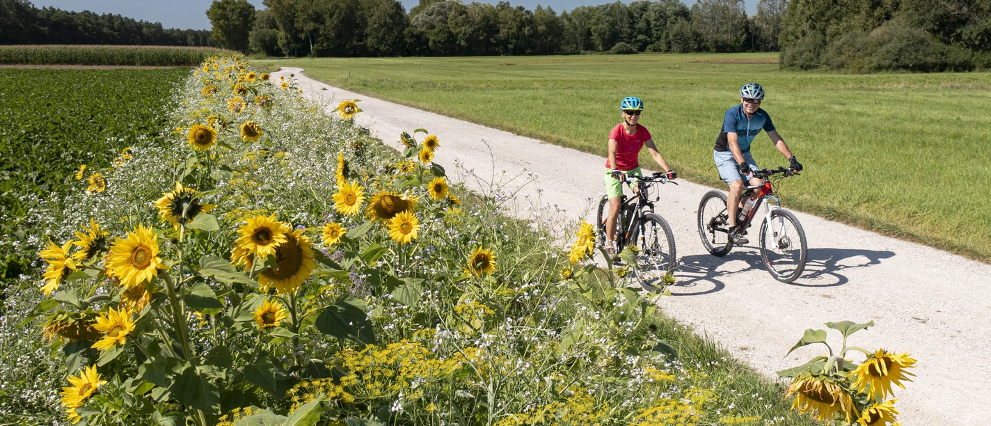 Am Große Laber-Radweg bei Eggmühl Zwei Radfahrer fahren auf einem geschotterten Abschnitt des Große Laber-Radweg an einem Sonnenblumenfeld entlang mit strahlend blauem Himmel und einem kleinen Wäldchen im Hintergrund