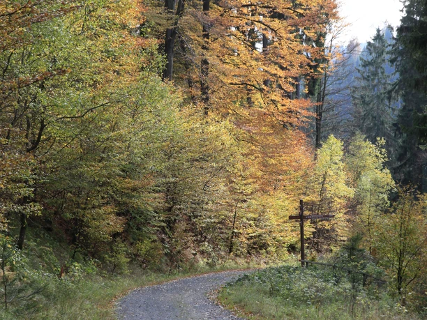 wandern-waldweg(c)siegfried-richter.JPG