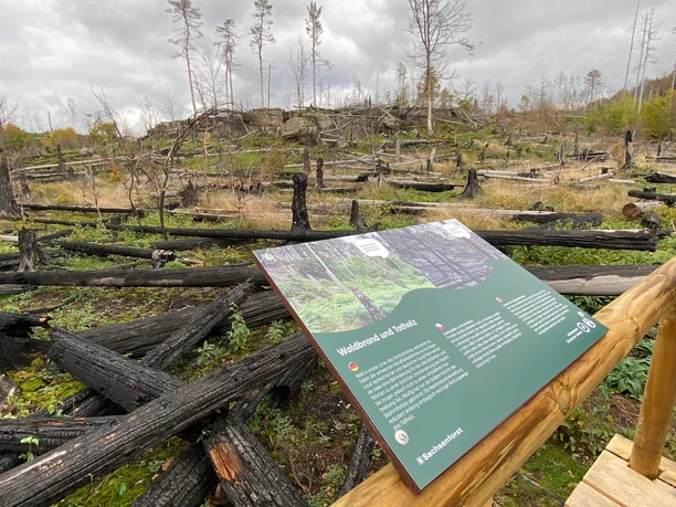 Lehrtafel und verkohle Bäume auf dem Lehrpfad "Weg zur Wildnis"