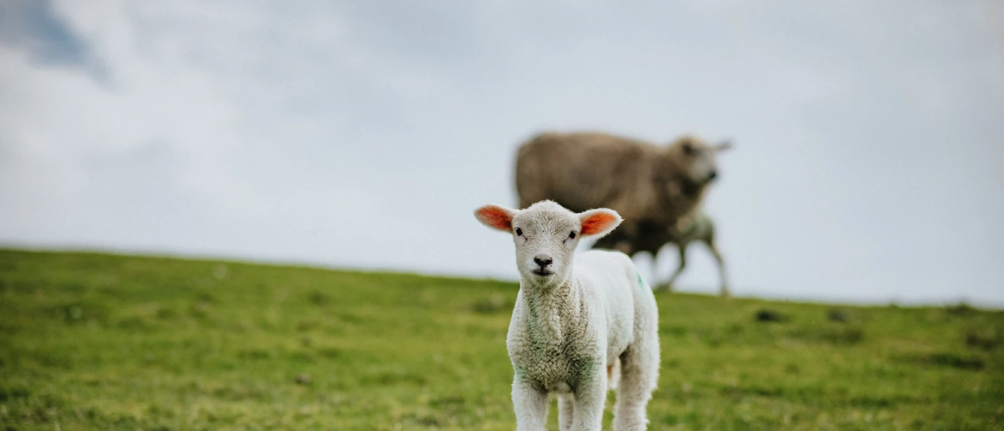 Schaf auf Föhrer Deich