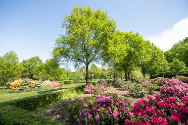 Rhododendronpark