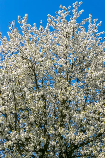 Kirschblüten in Todenmann Kirschblüten in Todenmann
