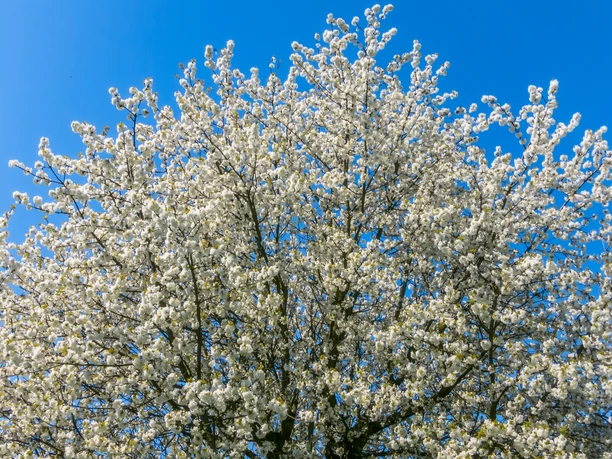 Kirschblüten in Todenmann Kirschblüten in Todenmann