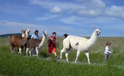 Lamatrekking in Schongau