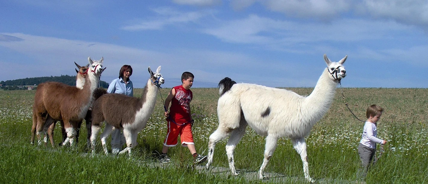 Lamatrekking in Schongau