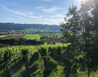 Weinbaugenossenschaft Saffergarten