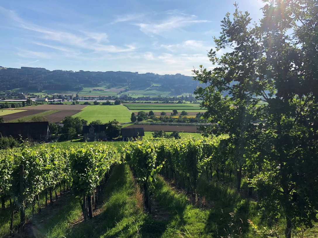 Weinbaugenossenschaft Saffergarten