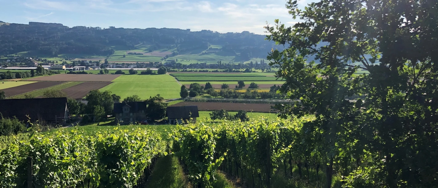 Weinbaugenossenschaft Saffergarten