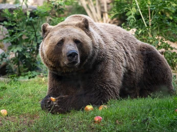 Bär im Zoo Aschersleben Bär im Zoo Aschersleben