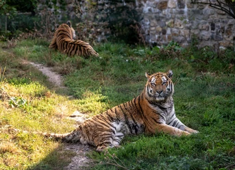 Tiger im Zoo Aschersleben Tiger im Zoo Aschersleben