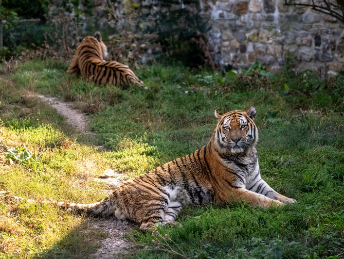 Tiger im Zoo Aschersleben Tiger im Zoo Aschersleben