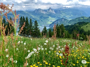 Zwischen Höcheli und Burggeist in Richtung Schwyz und Mythen.