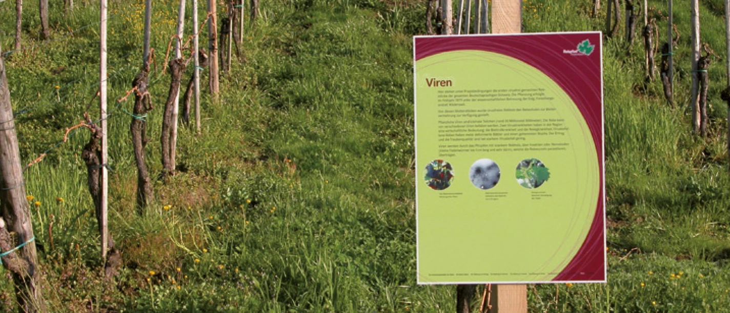 Auf diesem Lehrpfad wird man wandernd zum Rebspezialisten.