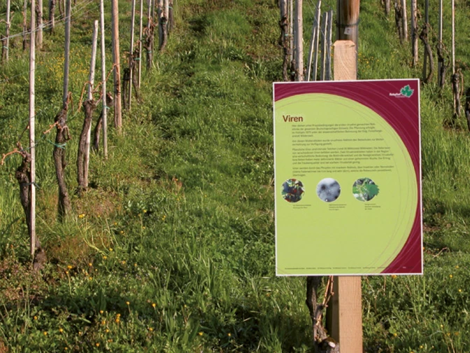 Auf diesem Lehrpfad wird man wandernd zum Rebspezialisten.