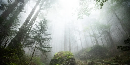 Durch eine mystische Waldlichtung gehts zum Felsentor