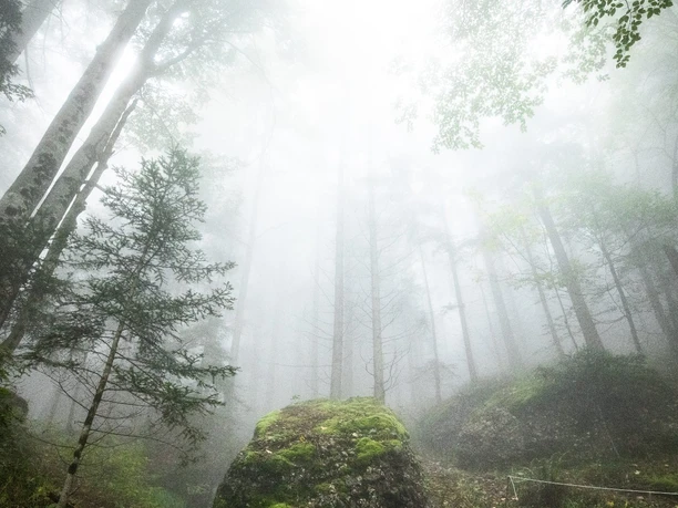 Durch eine mystische Waldlichtung gehts zum Felsentor