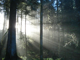 Bannwald