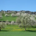 Bluescht im Seetal