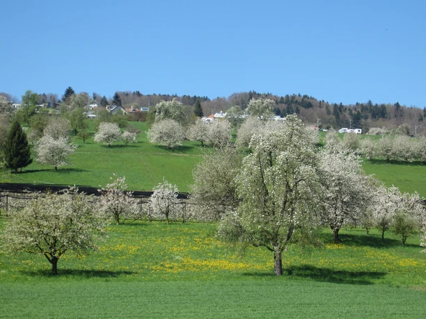Bluescht im Seetal