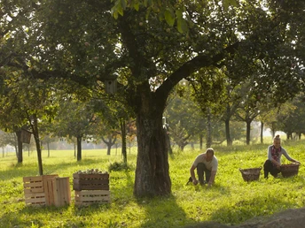 Hochstammbäume im Seetal