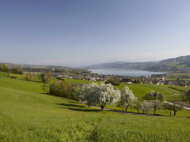 Hochstammbäume im Frühling, Blick vom Eichberg Seengen