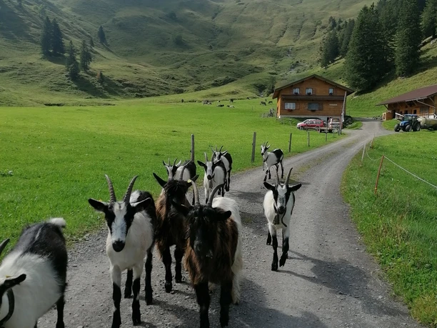 Ziegen von der Alp Trölligen