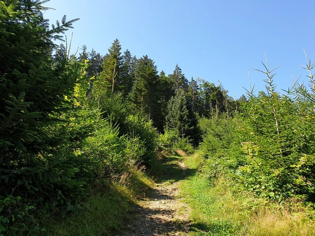Im Hirserewald oberhalb von Willisau