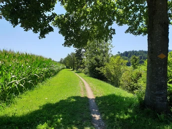 Der Wigger entlang bis nach Willisau