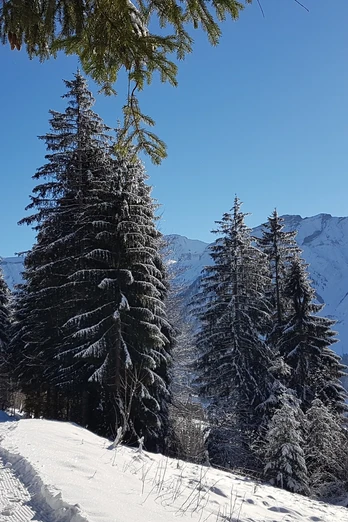 Aussichtsreiche Winterwanderung in Sörenberg