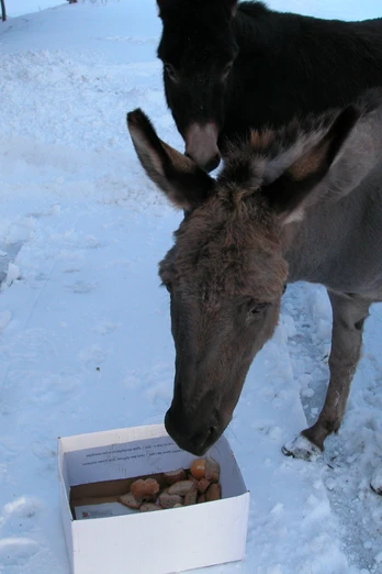 Esel auf dem Birkenhof