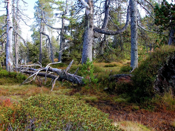 Urtümlich und Wild ist es auf dem Abschnitt auf die Haglere