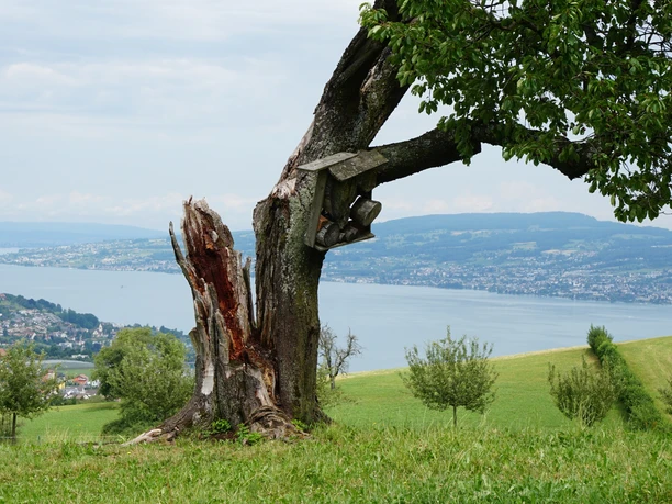 Totholz als wertvolles Strukturelement