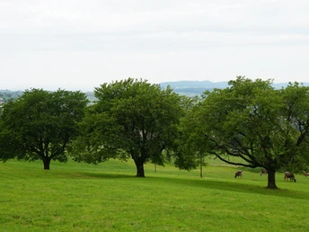 Hochstamm-Obstbäume als ökologisch wertvoller Lebensraum