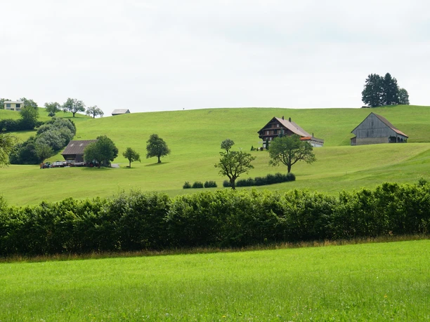 Strukturreiche Kulturlandschaft mit Hecken und Einzelbäumen