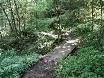 Der Weg führt durch abwechslungsreiche Waldabschnitte