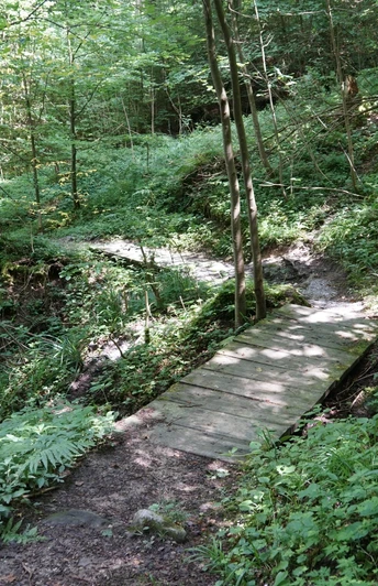 Der Weg führt durch abwechslungsreiche Waldabschnitte
