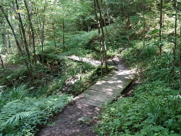Der Weg führt durch abwechslungsreiche Waldabschnitte
