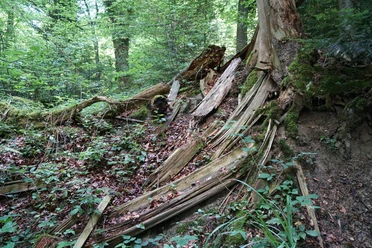Totholz ist ein wertvoller Lebensraum und eine Nahrungsquelle