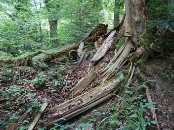 Totholz ist ein wertvoller Lebensraum und eine Nahrungsquelle