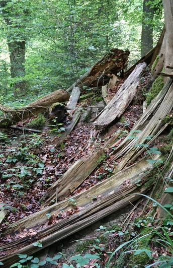 Totholz ist ein wertvoller Lebensraum und eine Nahrungsquelle